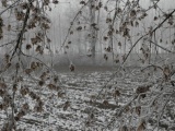 Tn DSC 0061
